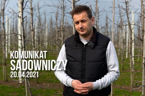 Komunikat sadowniczy 20.04.2021 / parch jabłoni, ochrona drzew pestkowych
